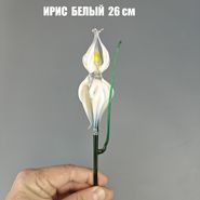 НЗСС ДС Ирис Большой Белый 30см